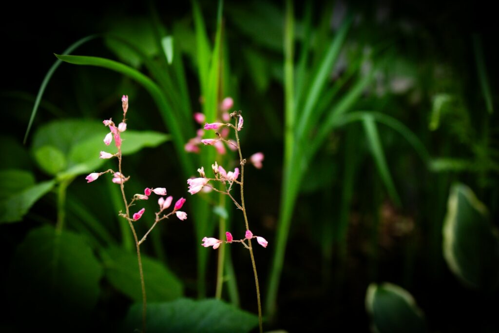 Pink flowers bloom in a lush, green garden.