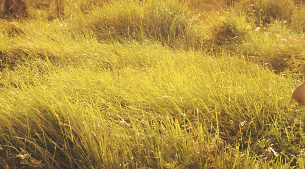 a dog standing in a field of tall grass