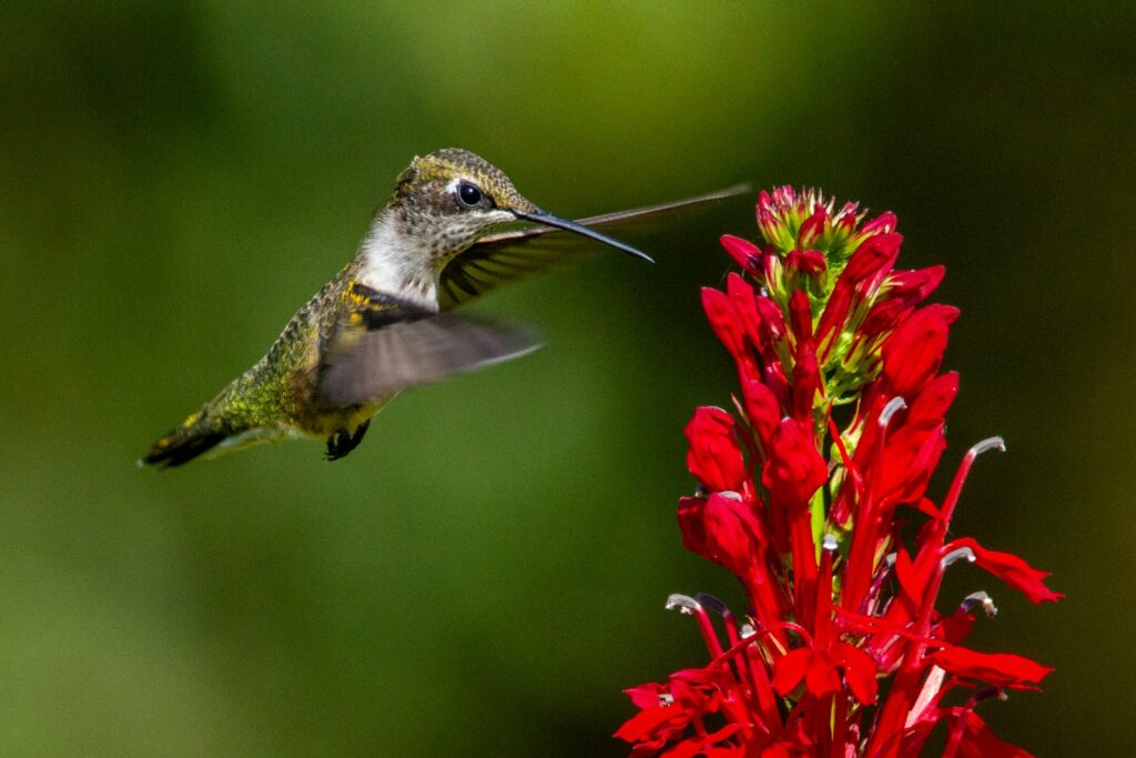 green and white humming bird flying near red flowers