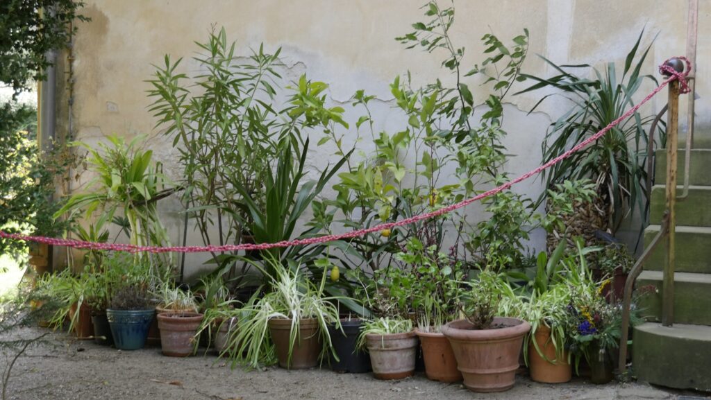 pile of green leafed plants