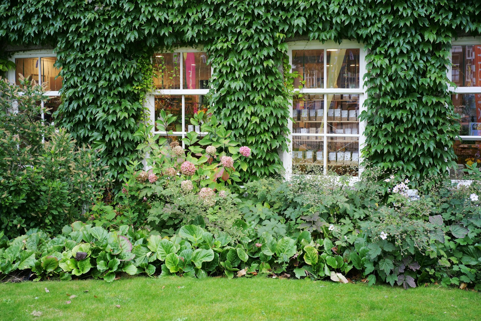Green ivy covers a building with large windows.