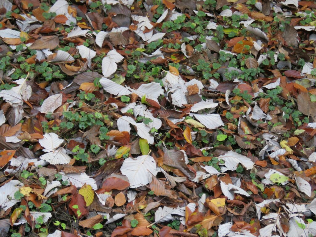 brown and white leaves on ground