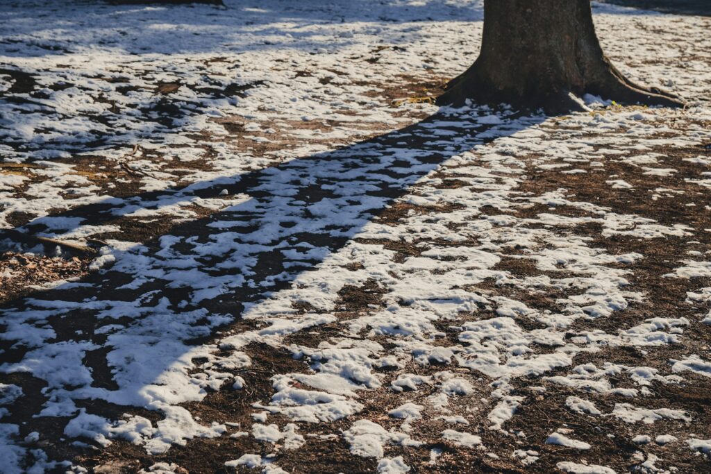 a snow covered path next to a tree