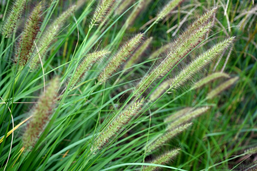 A close up of a bunch of green grass
