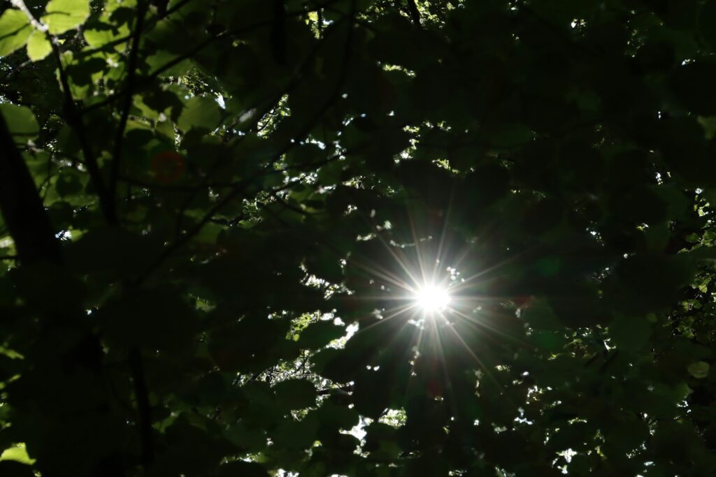 the sun shining through the leaves of a tree