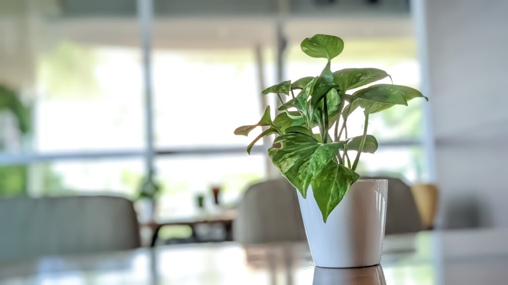 a potted plant sitting on top of a table