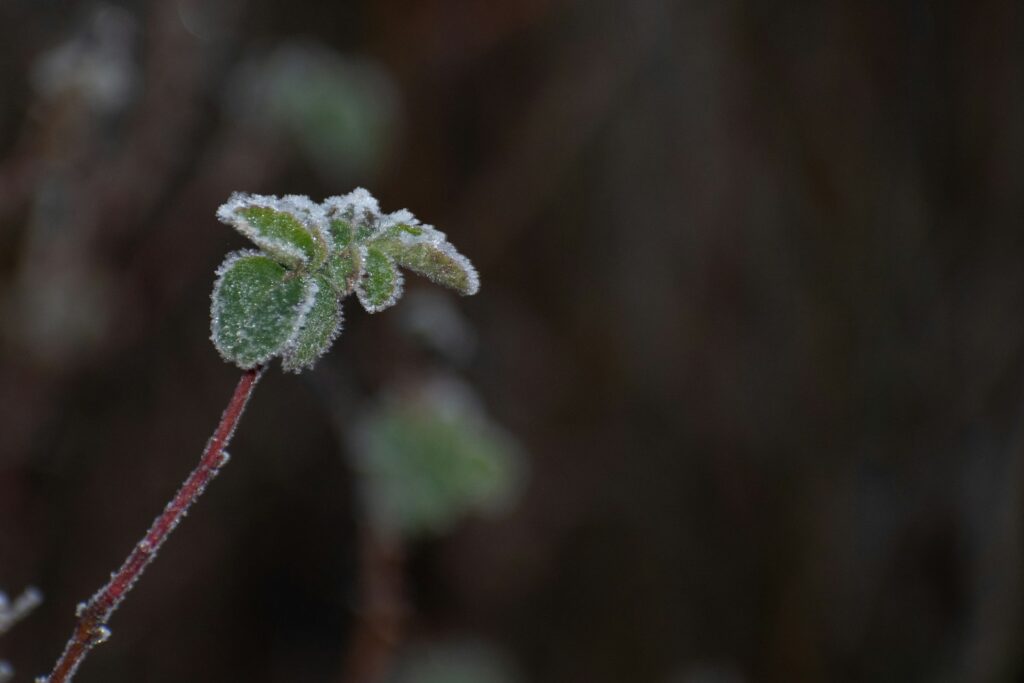 a close up of a plant with snow on it
