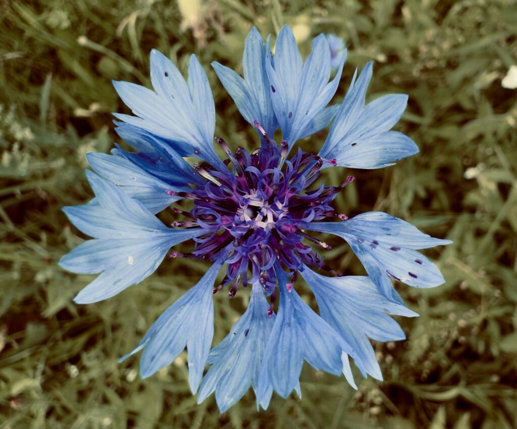 A beautiful blue cornflower blooms in the field.
