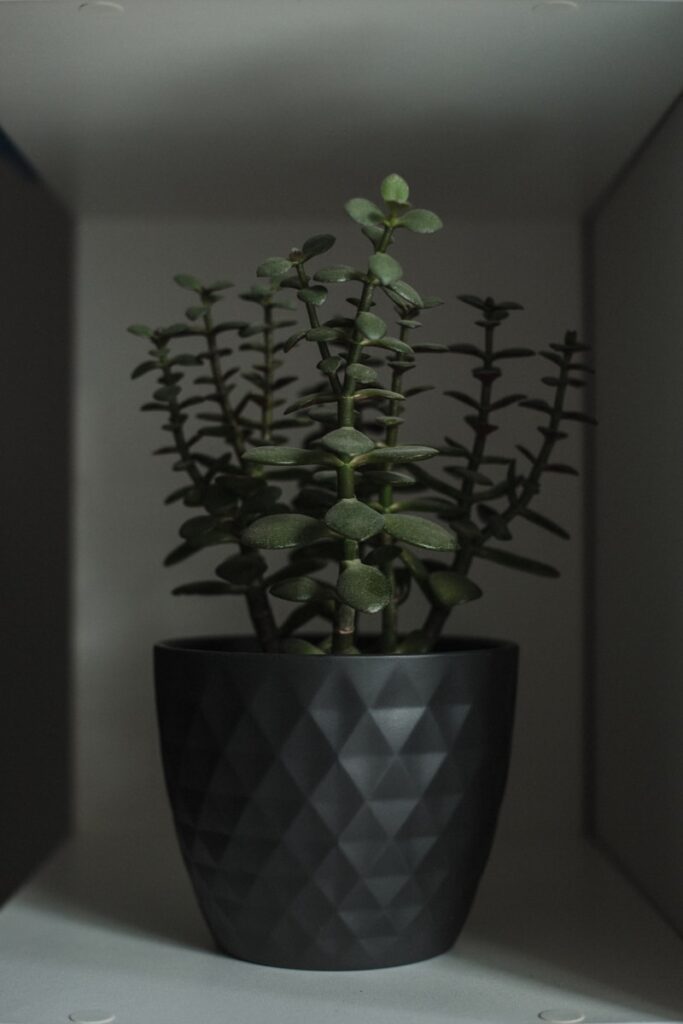 green plant on brown and black ceramic vase