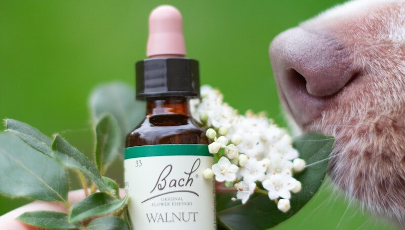 a dog smelling a bottle of bach's walnut essential oil
