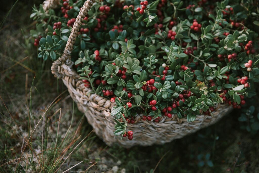 a bush with red berries