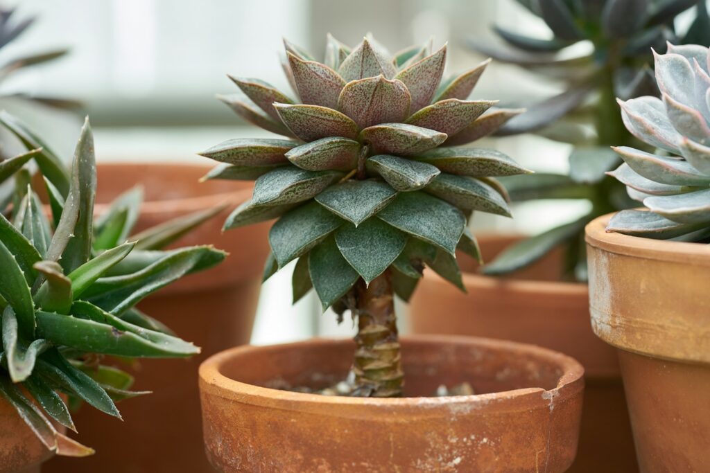 A group of potted plants sitting on top of a table