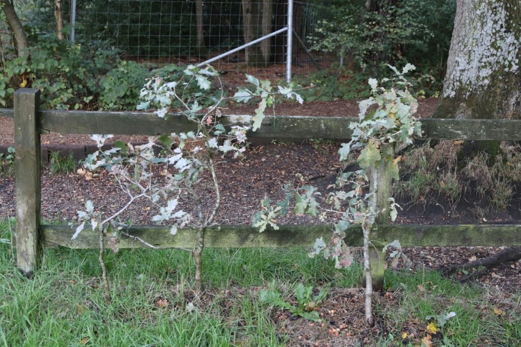 Two young oak trees in front of a wooden fence.