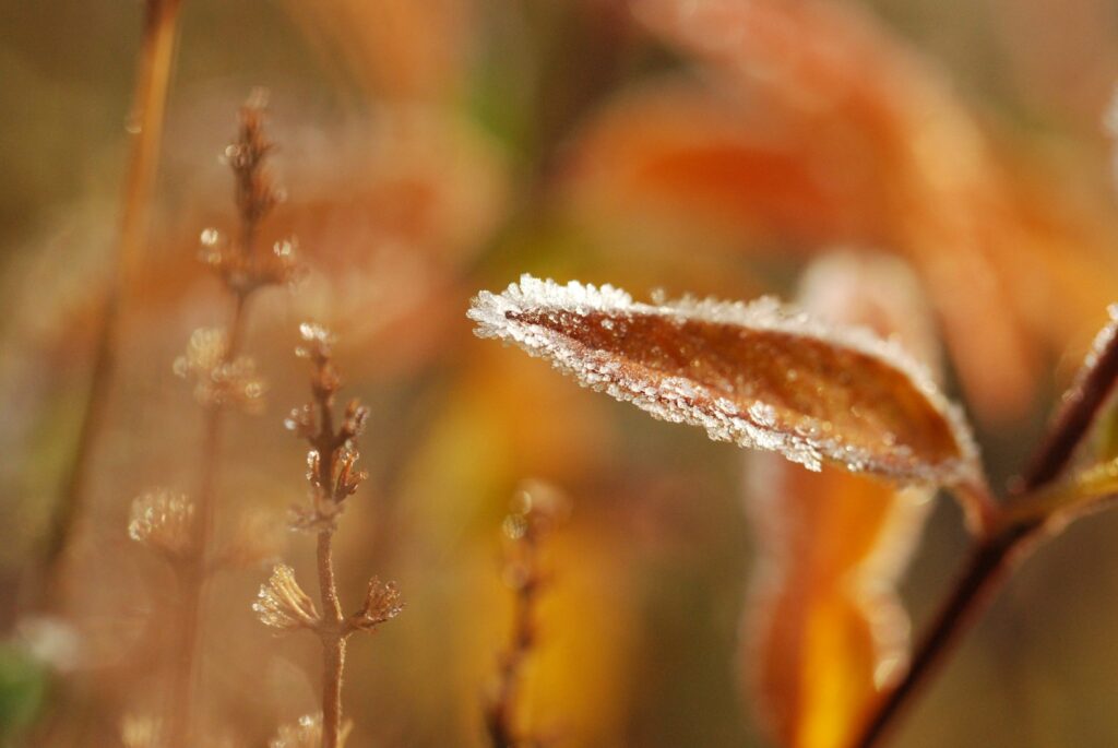 closeup photography of brown plant