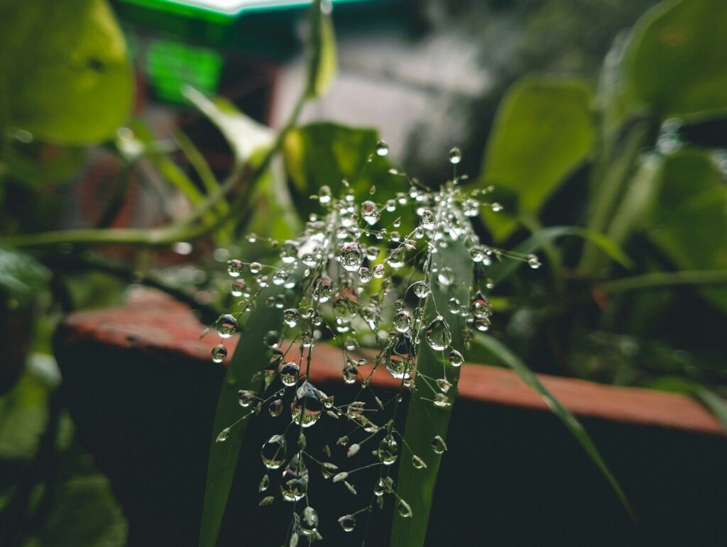 a close up of a plant