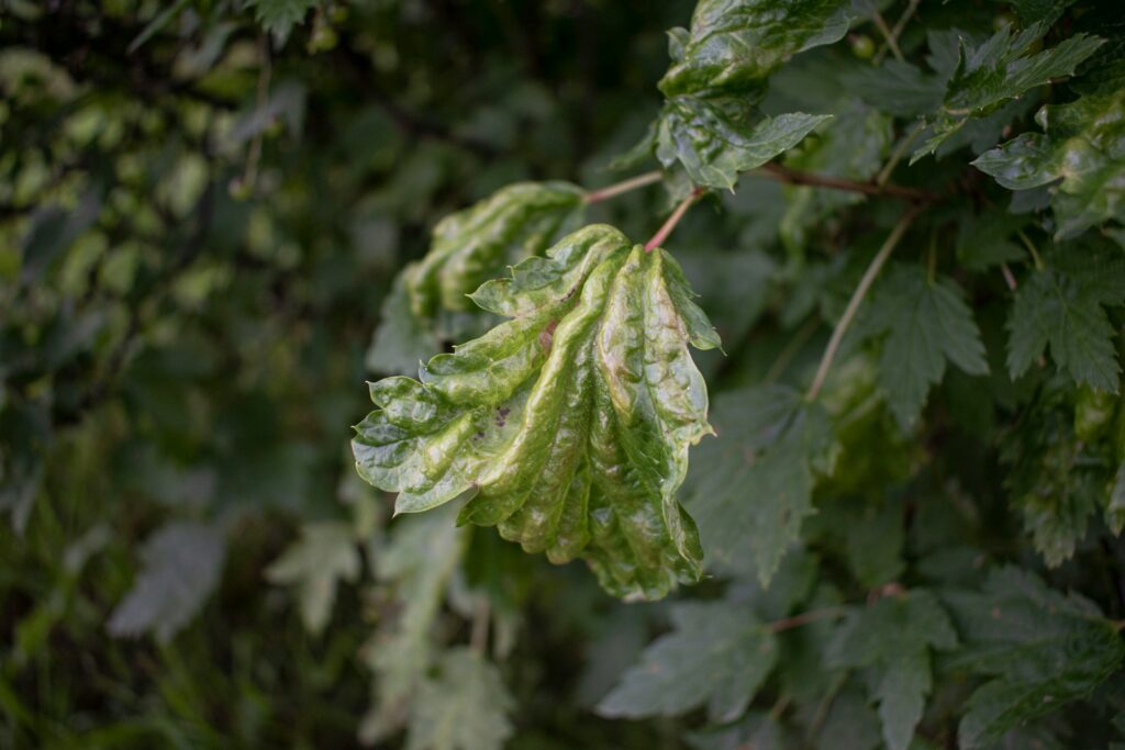 a green leaf on a plant