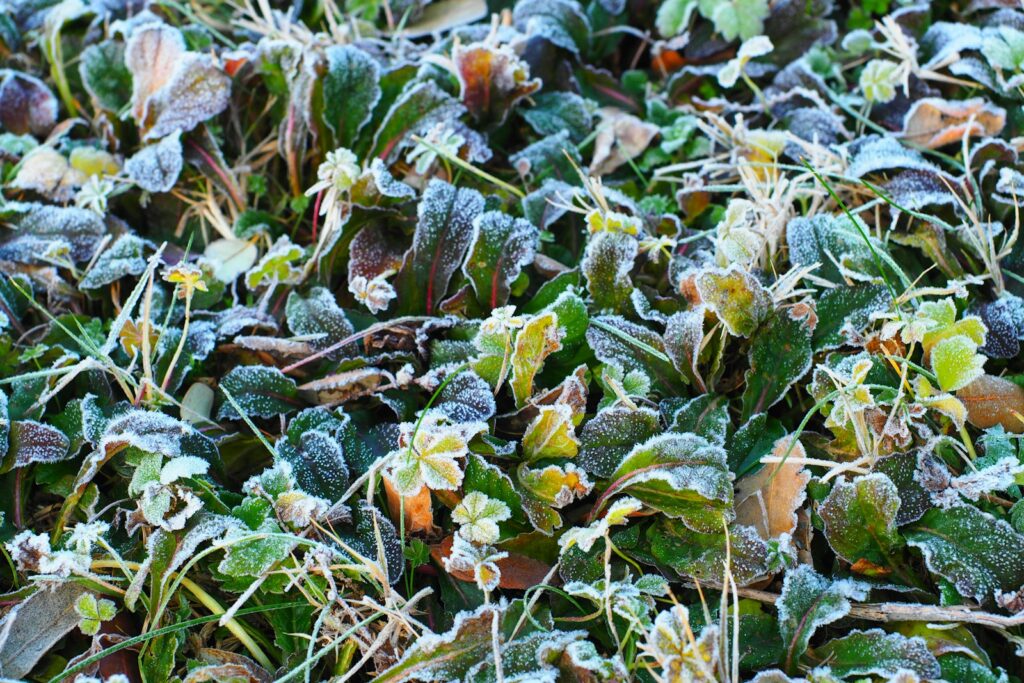 green and yellow leaves on ground