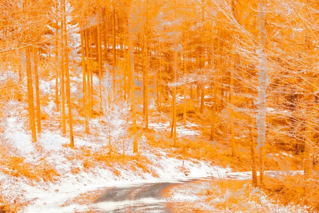 a road in the middle of a snowy forest