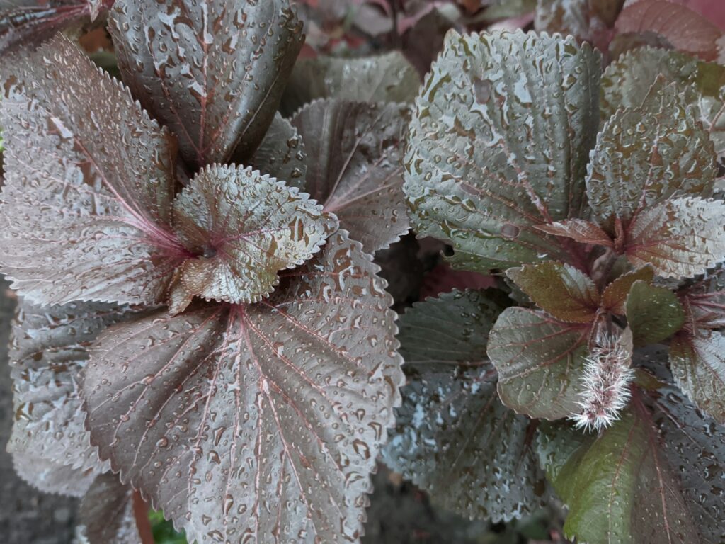 a close up of a plant