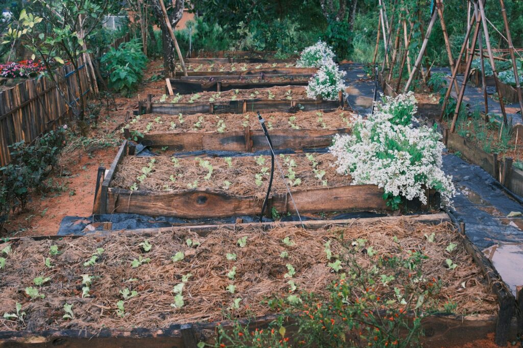 Raised garden beds with young plants and mulch