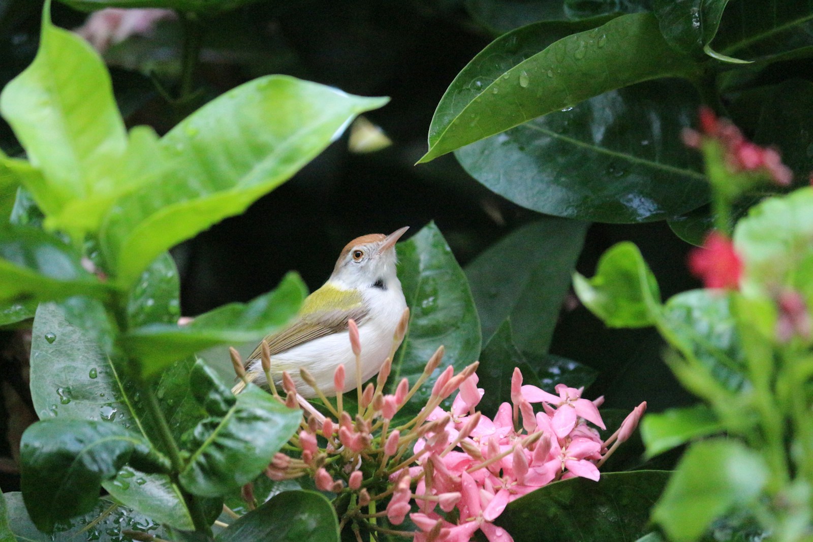 brown and white bird on pink flower