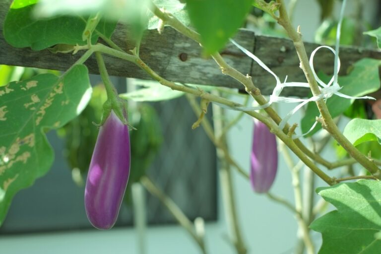a close up of a plant with purple flowers