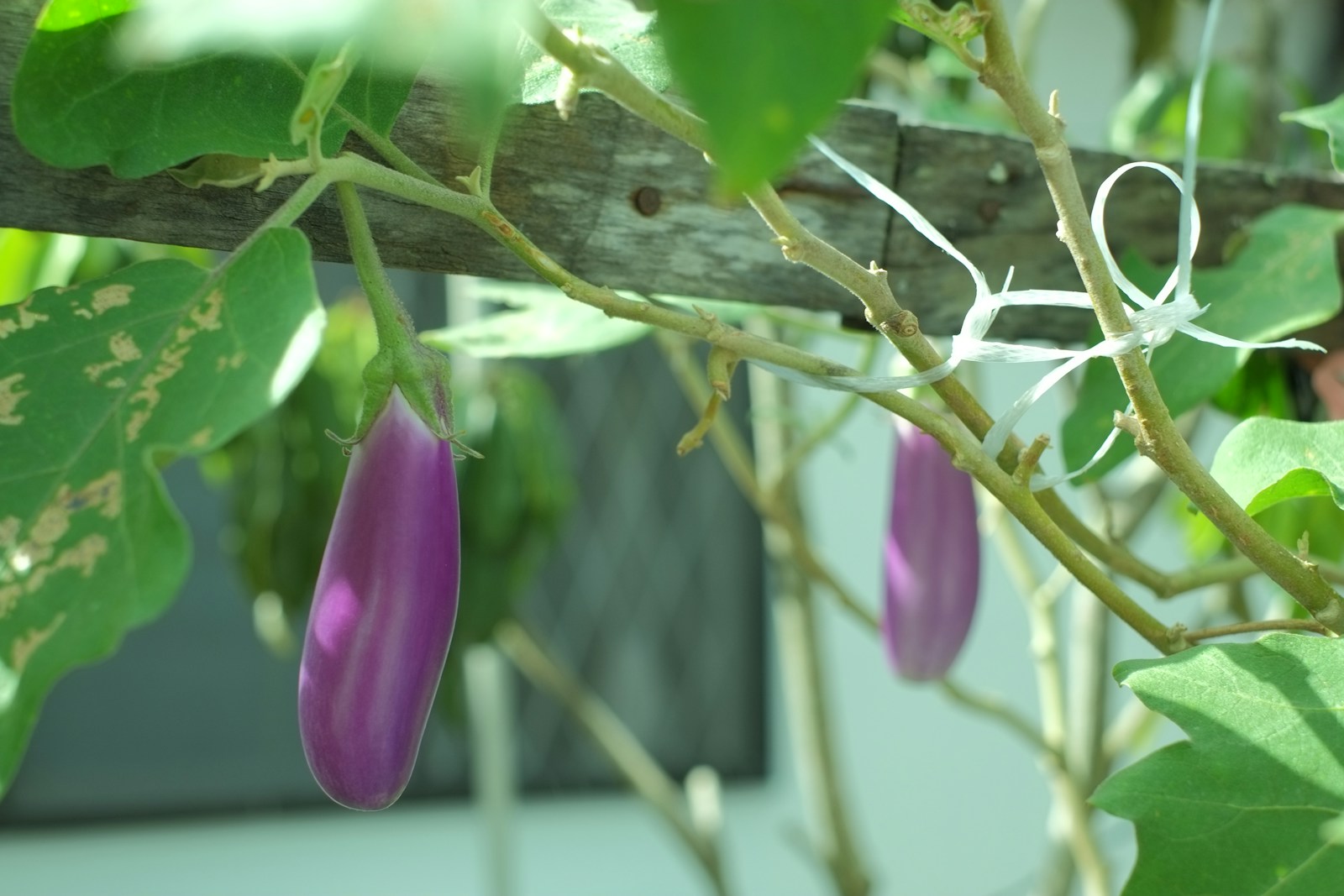 a close up of a plant with purple flowers