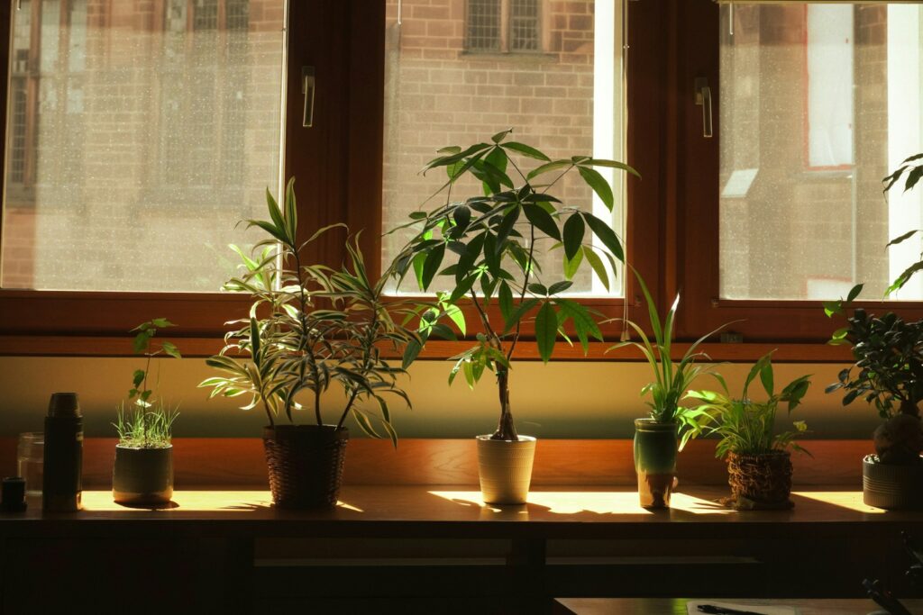 Potted plants on a sunny windowsill