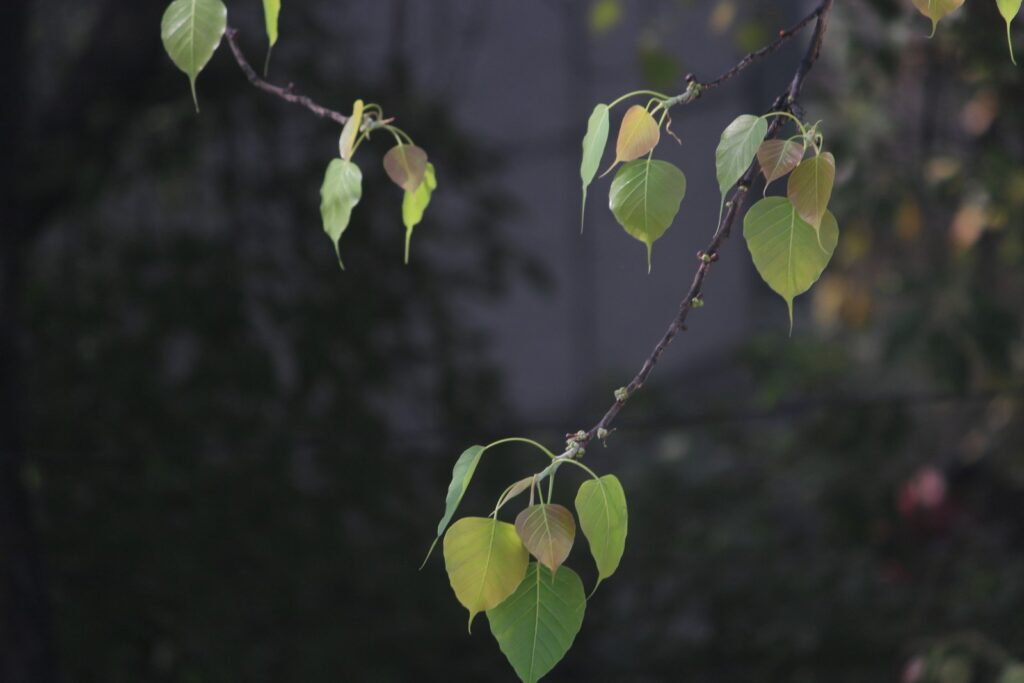 green leaves on tree branch