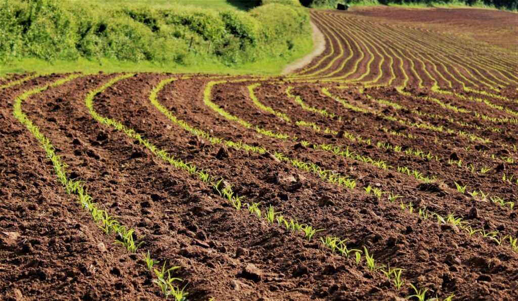 a large field with rows of plants growing in it