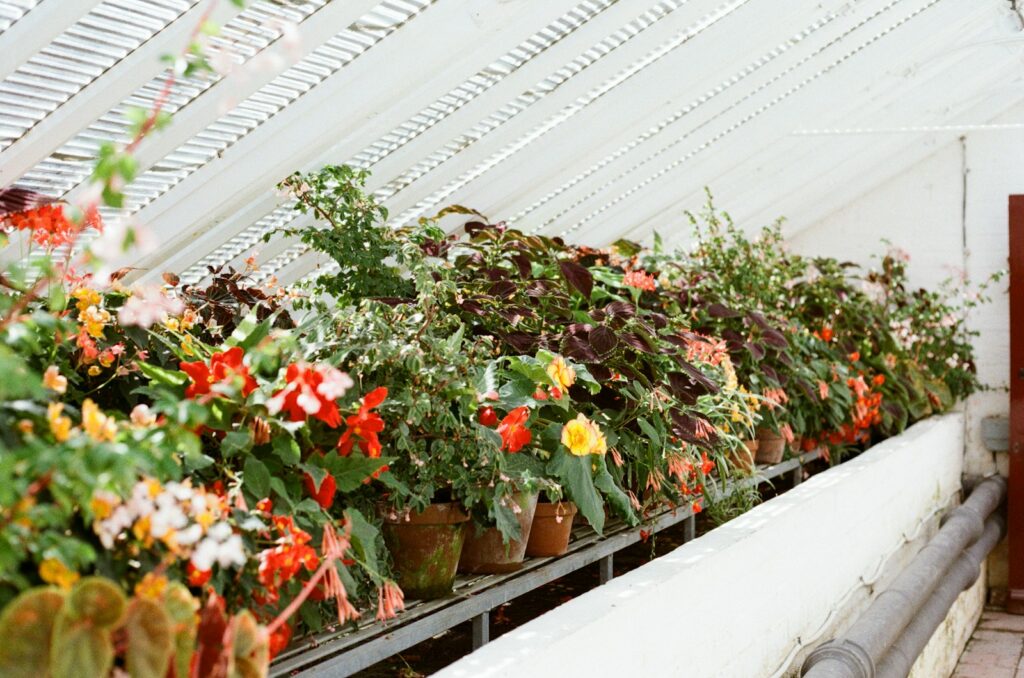 Row of potted flowering plants in a greenhouse.