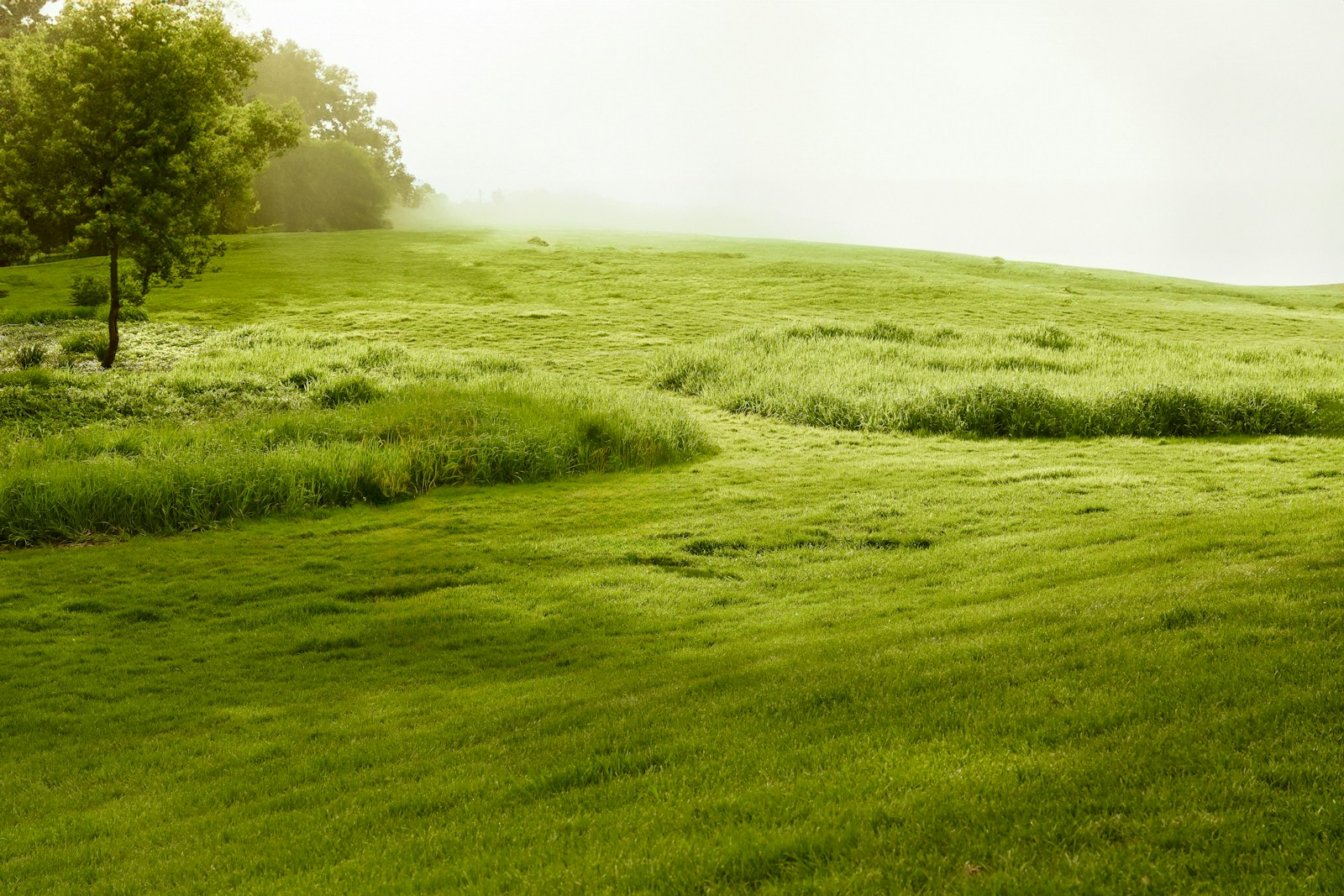 A grassy field with a lone tree in the distance