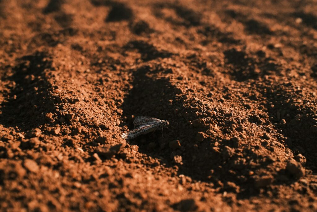 Tilled soil with a small rock.