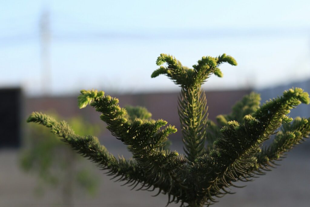 Close up of a green pine tree branch