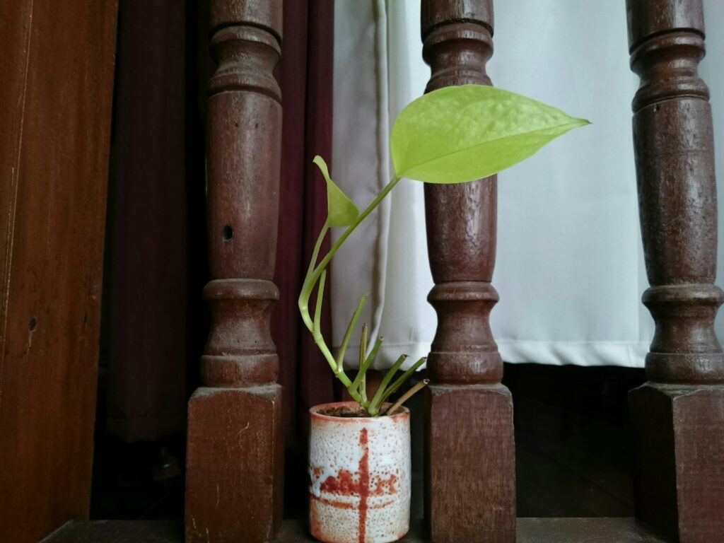A potted plant sitting on a wooden step