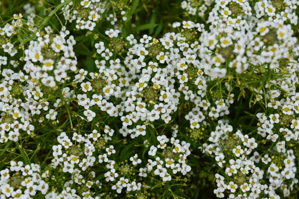 a bunch of white flowers with green leaves