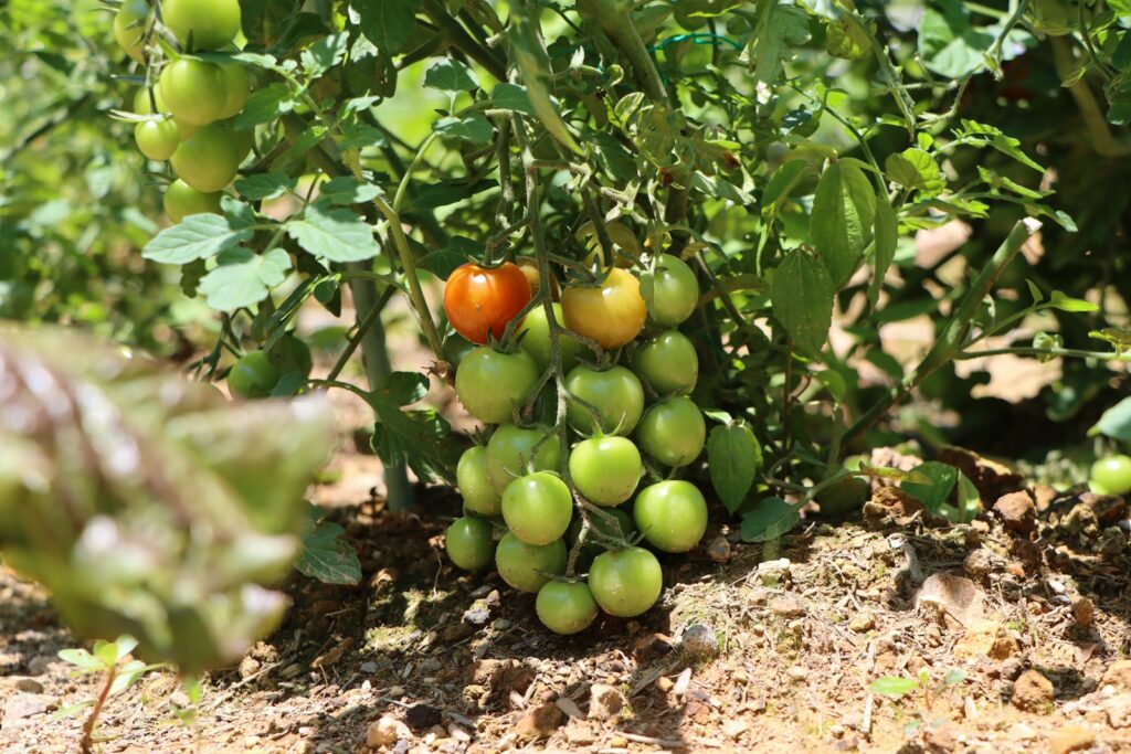 a tomato growing on a tree