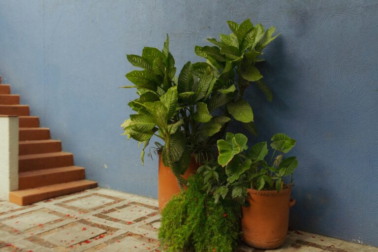 Potted plants sit by stairs against a blue wall.