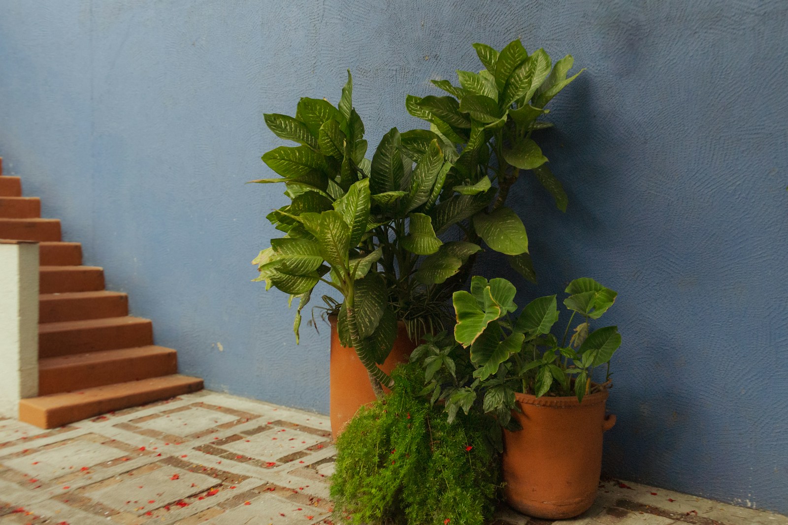 Potted plants sit by stairs against a blue wall.