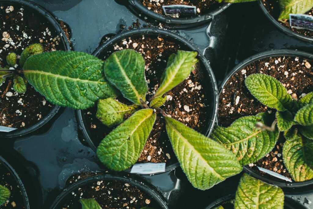 a group of plants in pots