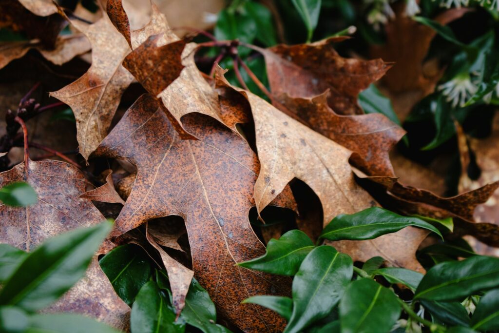 Brown leaves rest among green foliage.