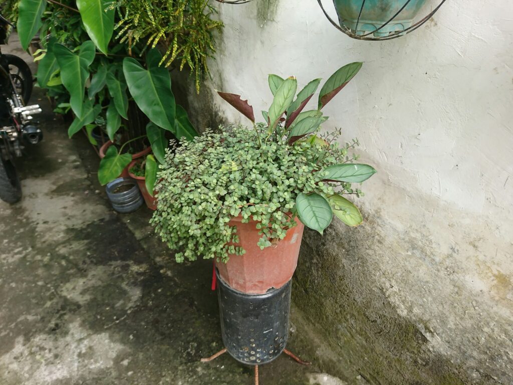 a potted plant sitting on the side of a building