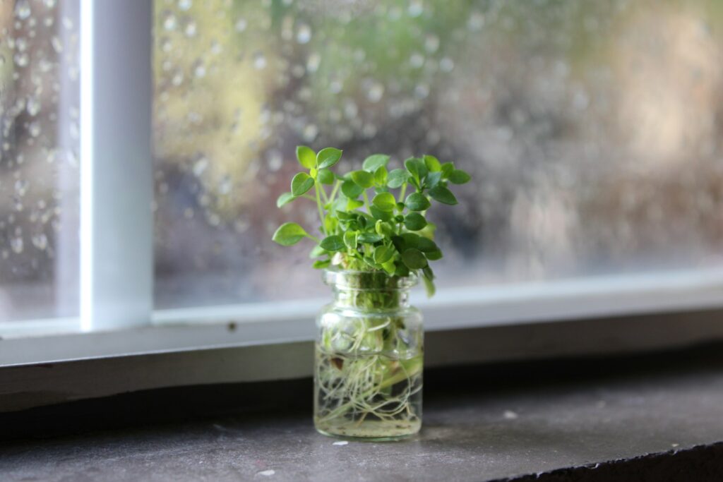 A small plant grows in a clear glass vase.