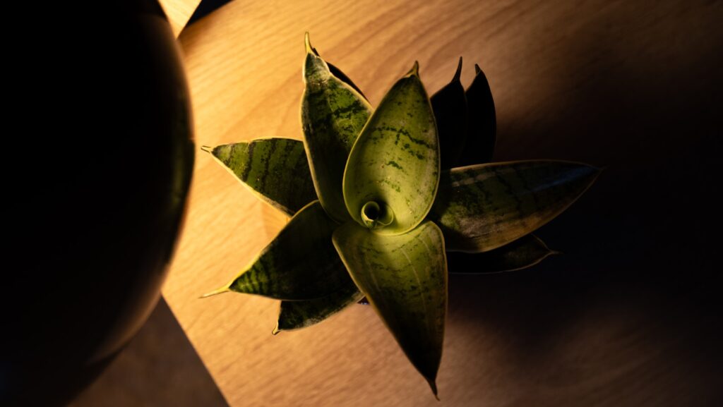A snake plant sits on a wooden surface.