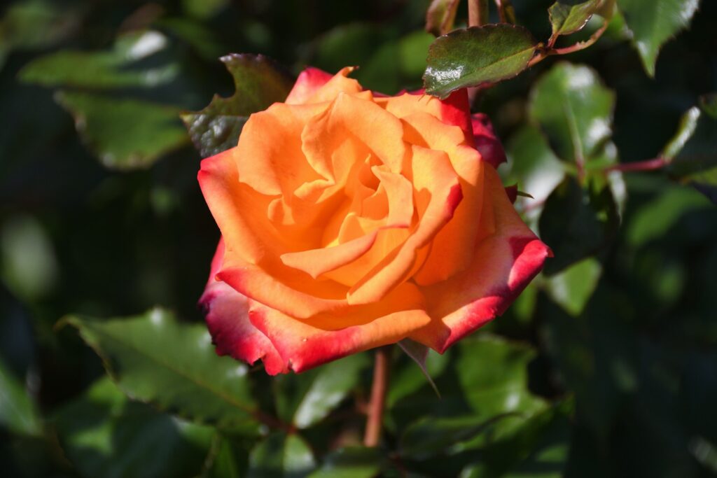 A beautiful orange and red rose blooms.