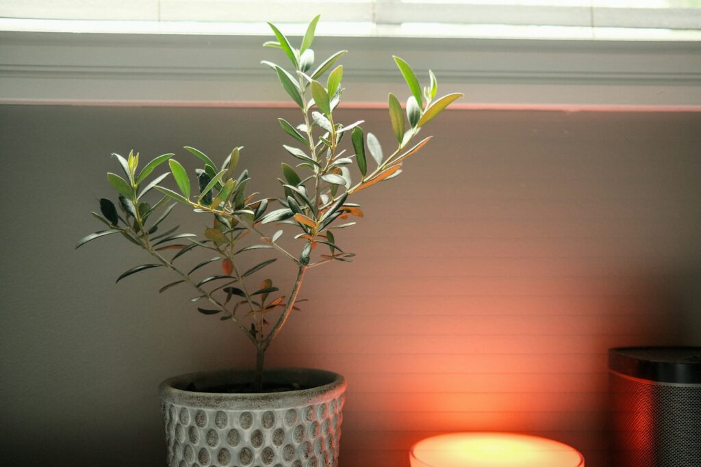Small olive tree in a decorative pot with soft light.