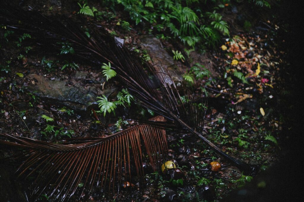 a close up of a leaf laying on the ground