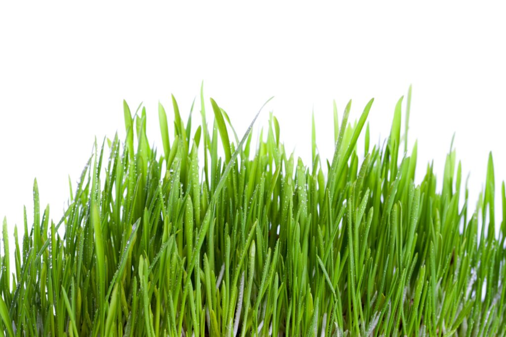 A bunch of green grass on a white background