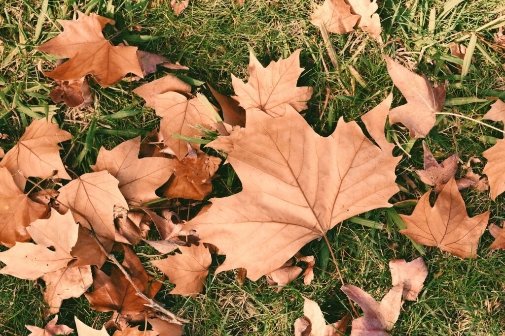 a bunch of leaves that are laying in the grass