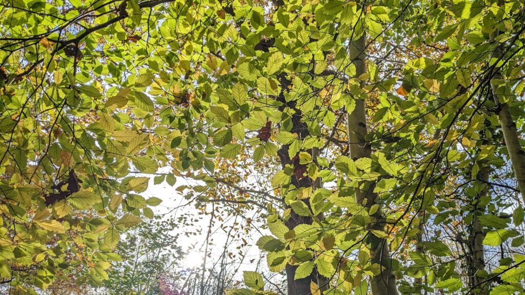 A group of people walking down a street next to trees